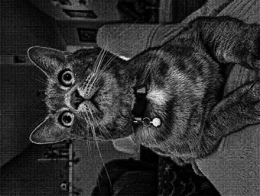 Black-and-white photograph of two cats cuddling indoors